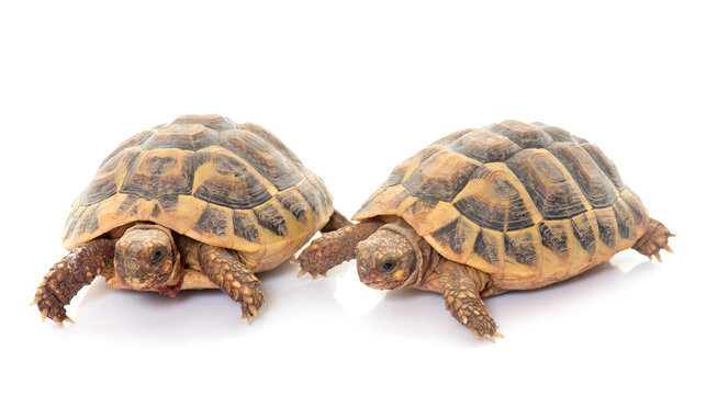 Testudo hermanni tortoise
