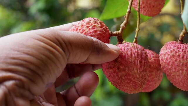 A person holding Hand picking up the red ripe Litchi or lychee fruit on tree branch. isolated on green bokes background.