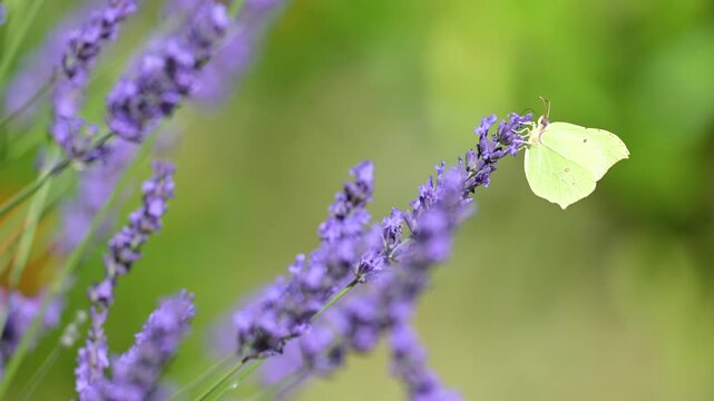 Brimstone Butterfly feeding the nectar of Lavender and flying away in summer in a domestic garden and flying away. Gonepteryx rhamni, Lavandula sp, Indre-et-Loire 37, r&eacute;gion Centre, France, Europe