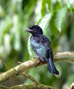 photo of Hair crested drongo (juvenile) bird on a tree branch