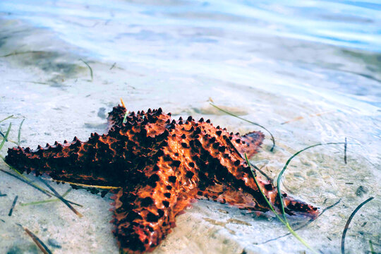 starfish in the water