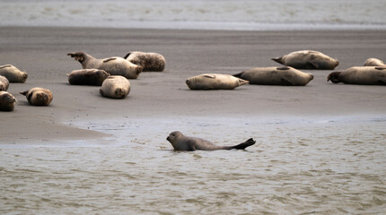 Phoque gris, © JAG IMAGES