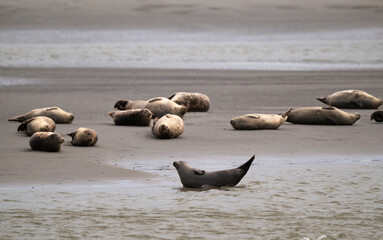 Phoque gris, © JAG IMAGES