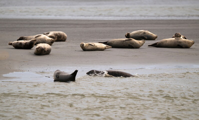 Phoque gris, © JAG IMAGES