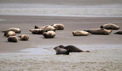 Phoque gris, © JAG IMAGES