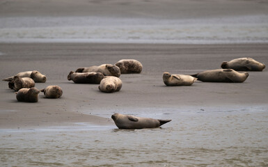 Phoque gris, © JAG IMAGES