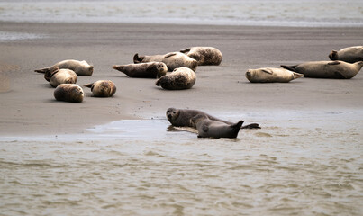 Phoque gris, © JAG IMAGES
