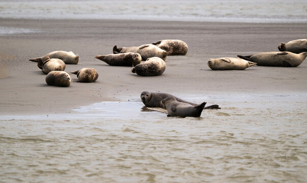 Phoque gris,