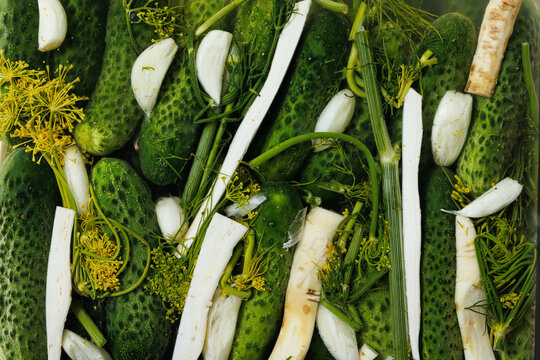 Close-up of fermenting dill pickles with addition garlic and horseradish. Traditional methods of preserving vegetables through fermentation.