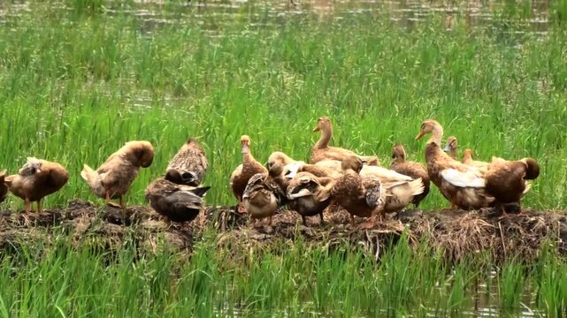 A flock of ducks standing on the edge of a paddy field and preening their wings