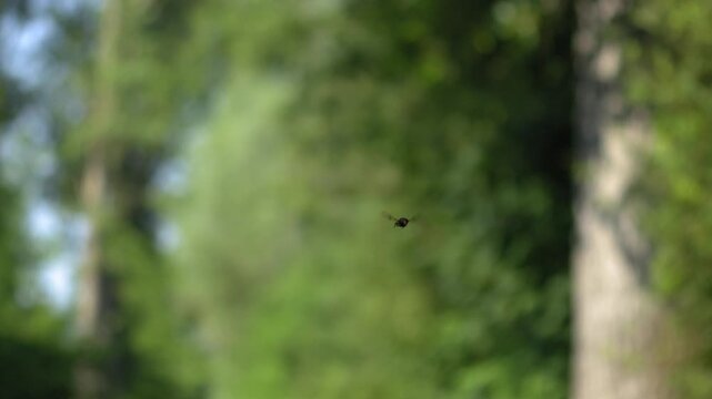 Hoverfly Hovering Mid-Air Seen from Front - 4K Slow Motion Nature Footage
