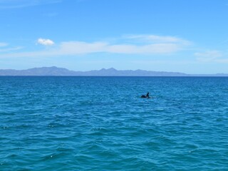 Naklejka premium dolphins swimming in the sea of Cortez near Loreto, Baja California Sur, Mexico