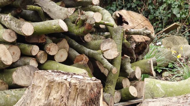 Firewood being split with a splitting maul in front of a stacked wood pile outdoors