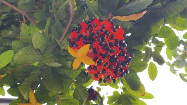 Interesting Mickey Mouse plant blooms beautifully in lush tropical environment. Exotic Mickey Mouse plant showcases bright red sepals with shiny black seeds, making unique garden shrub look playful.