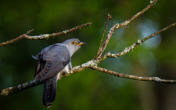 cuckoo