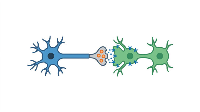 Two neurons communicating through a synapse releasing neurotransmitters.
