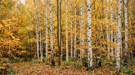 Fototapeta premium Autumn Forest Scene with Tall Trees and Falling Leaves in a Vibrant Wilderness Setting.