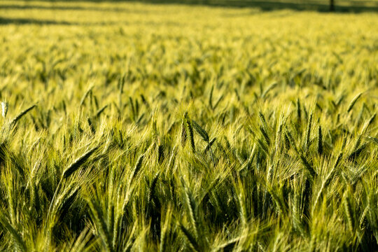 Champ d'orge verte ondulant sous la lumi&egrave;re du soleil, avec une faible profondeur de champ cr&eacute;ant un arri&egrave;re-plan doux et harmonieux. Image parfaite pour les th&egrave;mes de l'agriculture et de la nature