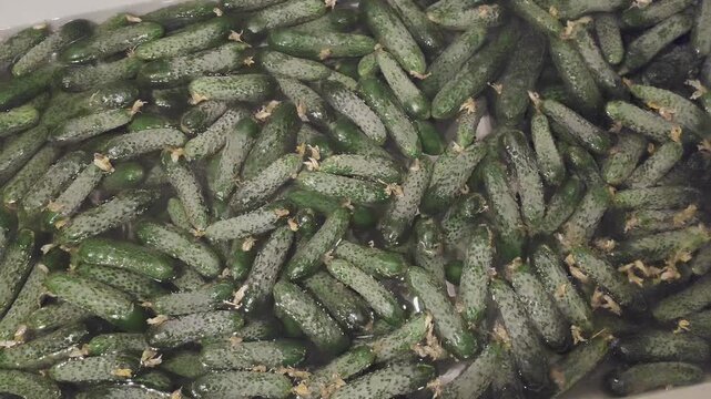 Fresh pickling cucumbers soaking in water, closeup view of harvested gherkins with textured skin, organic vegetables, food background, farm produce.