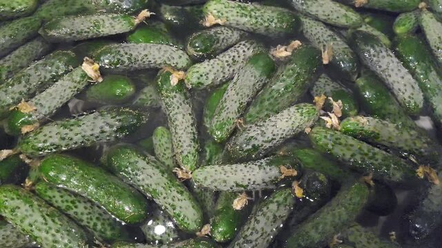Fresh pickling cucumbers soaking in water, closeup view of harvested gherkins with textured skin, organic vegetables, food background, farm produce.