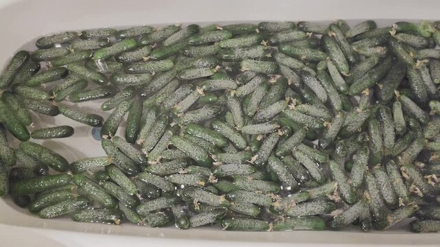 Fresh pickling cucumbers soaking in water in a bathtub before preservation. Harvested gherkins prepared for home canning and pickling, organic vegetables, food preparation, home canning.