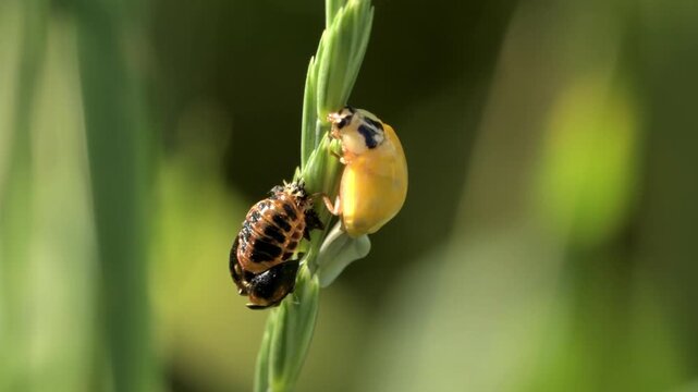 Extreme macro of a 22-spot ladybug (Psyllobora vigintiduopunctata) and its pupa during metamorphosis on a green grass stalk in the wild