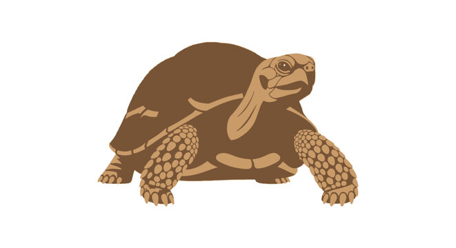 Brown tortoise walking on ground.