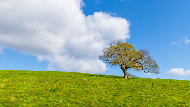 Lone tree on a grassy hill with blue sky