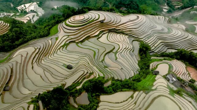 Hmong farmers prepare their fields and plant rice on terraced fields in Hoang Su Phi. Photo taken in Tuyen Quang on June 20, 2026
