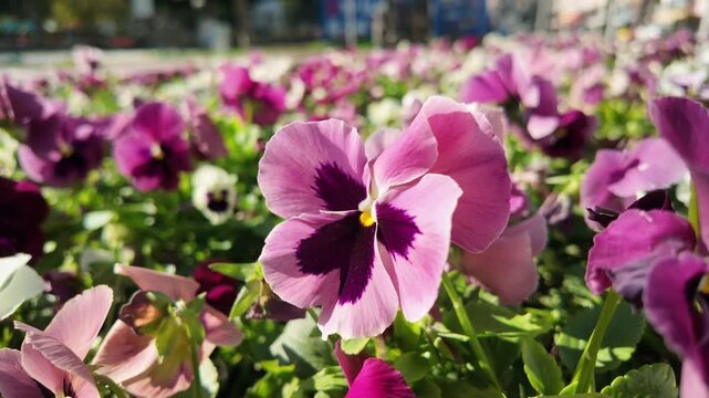 Close up of single pink pansy viola flower with dark purple center among blurred garden background.