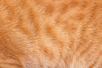 Obraz premium Orange cat fur texture with fine hair details in close up view