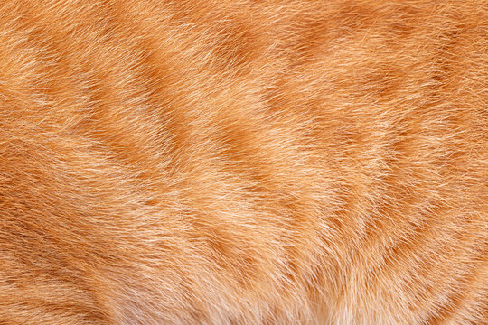 Orange cat fur texture with fine hair details in close up view