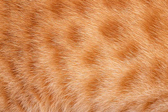 Orange cat fur texture with fine hair details in close up view