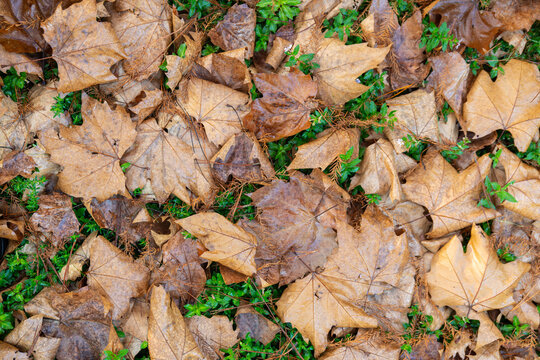 Top view, closeup of brown dried maple leaves