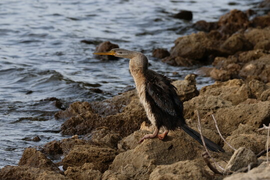 Australasian darter