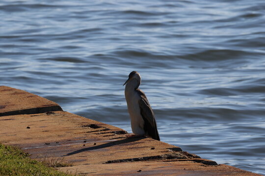 Australasian darter