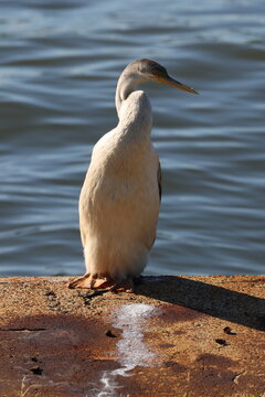 Australasian darter