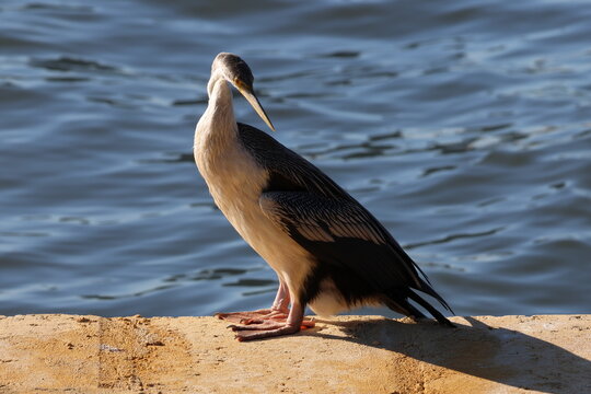 Australasian darter