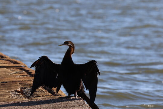 Australasian darter