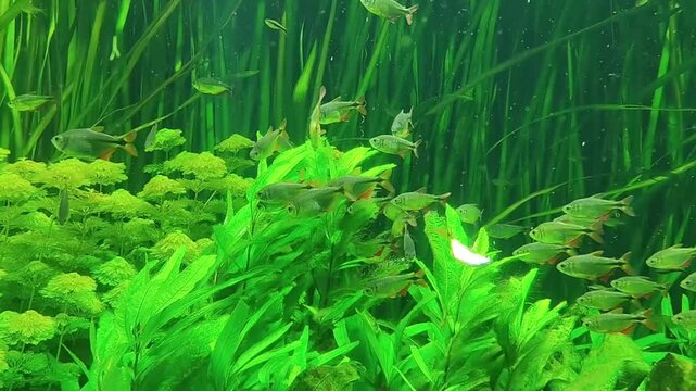Vibrant underwater aquarium teeming with small fish and lush green plants