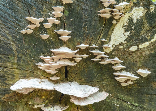 Wild bracket fungi growing on a decaying tree trunk, forming layered natural textures on weathered wood in a forest environment.
