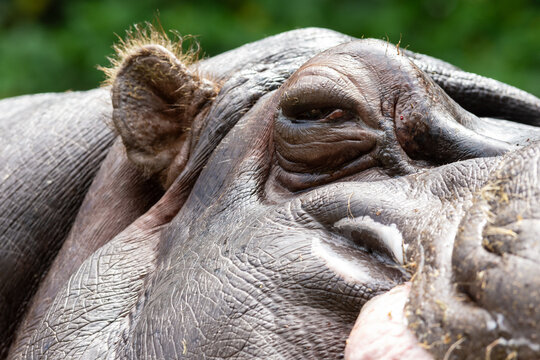 Closeup of the head of a hippopotamus in a zoo