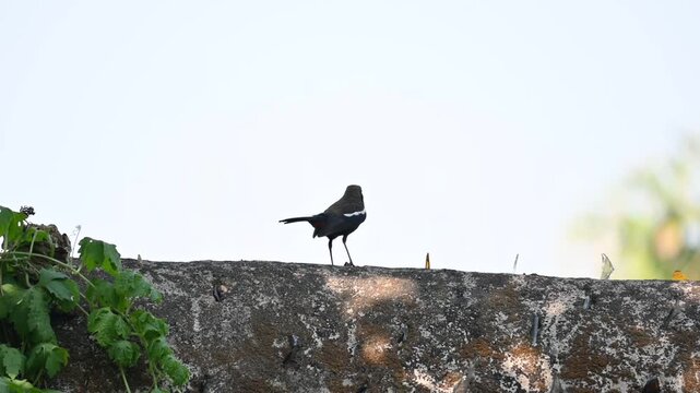 Indian robin or Copsychus fulicatus bird. It is a species of&nbsp;passarine&nbsp;bird&nbsp;in the family&nbsp;Muscicapidae. It is widespread in the&nbsp;Indian subcontinent. Slow motion video.
