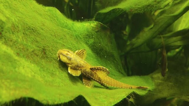 Aquatic life: A golden pleco fish rests on a vibrant green algae-covered leaf