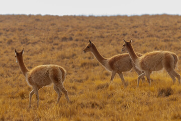 Golden grasses stretch across the plain. Three vicunas move slowly, heads high, ears alert. Sunlight glows softly over their slender bodies. They graze quietly, unbothered by distant horizons © Valentin