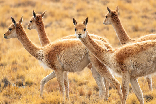 Majestic wild vicu&ntilde;as (Vicugna vicugna) gracefully wandering the vivid golden grasslands of the remote, pristine Andean Altiplano landscape.