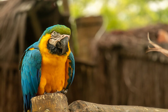 arara