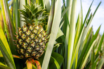 Obraz premium Fresh Young Pineapple Growing in the Tropical Plantation,A close-up view of a fresh, young pineapple fruit with sharp green leaves growing naturally in a tropical plantation field under sunlight.