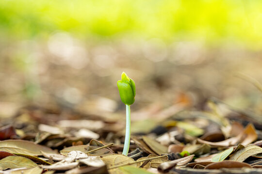 Small green plant seedling growing on ground with dry leaves,Macro,A tiny green sprout emerging from the ground covered with dry leaves, symbolizing new life, growth, and nature's resilience in a fore