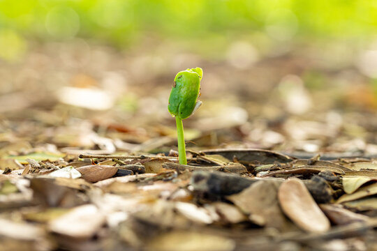 Small green plant seedling growing on ground with dry leaves,Macro,A tiny green sprout emerging from the ground covered with dry leaves, symbolizing new life, growth, and nature's resilience in a fore